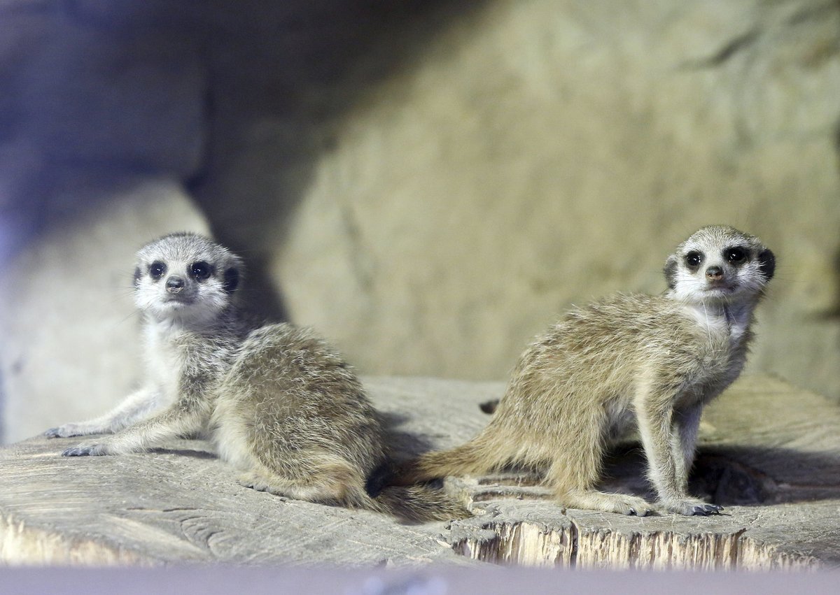 V pražské zoo se vůbec poprvé narodily surikaty. Jsou to dvě slečny...