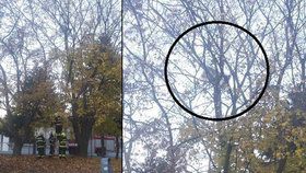 Mejdan jak Brno: V 15 metrech se na stromě objevila sušička.
