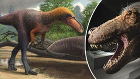 Vědci popsali nového příbuzného Tyrannosaura: Svému „bratranci“ by se vešel do tlamy