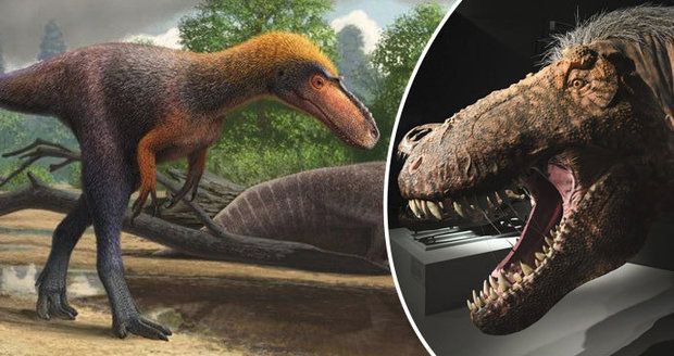 Vědci popsali nového příbuzného Tyrannosaura: Svému „bratranci“ by se vešel do tlamy