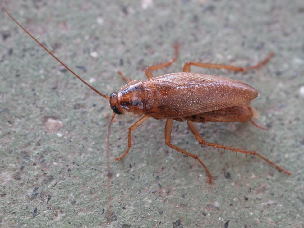 Švábům se nezvykle rychle vyvíjí rezistence proti pesticidům, ubývají způsoby, jak je hubit.