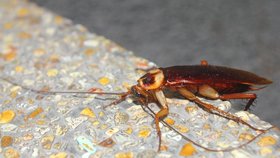 Pojmenujte šváby podle svých ex, vyzvala zoo. Zájem byl obrovský