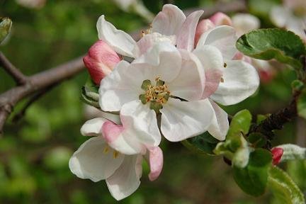 Jabloňový květ - symbol štěstí