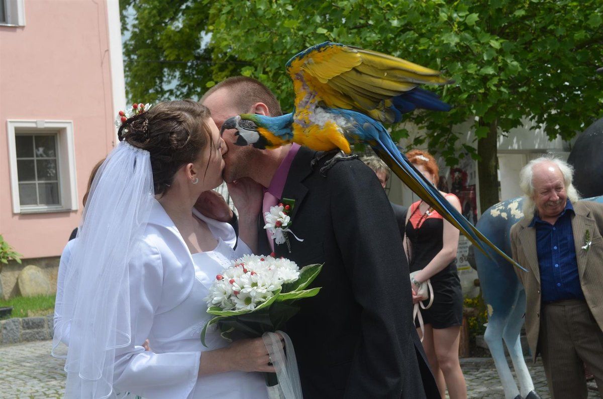 Prvni manželský polibek papoušek Aruna okomentoval hlasitým »ahoj«…