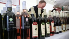 Svatomartinské víno 2016: Vinaři chystají přes milion lahví