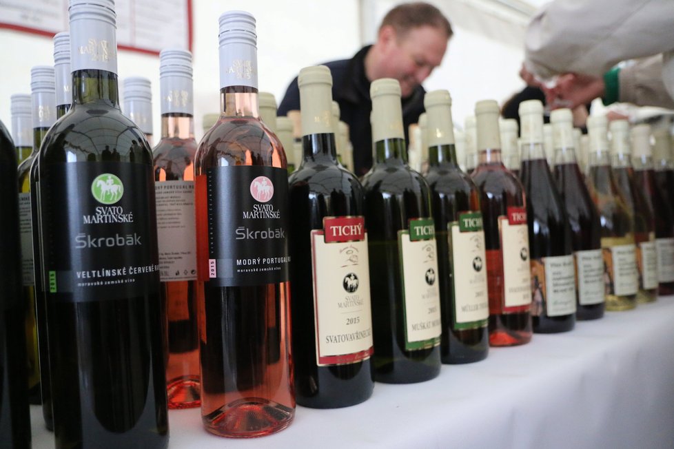 Rekordní počet lahví Svatomartinského vína chystají vinaři na tuzemský trh. Převažovat bude odrůda Müller Thurgau.