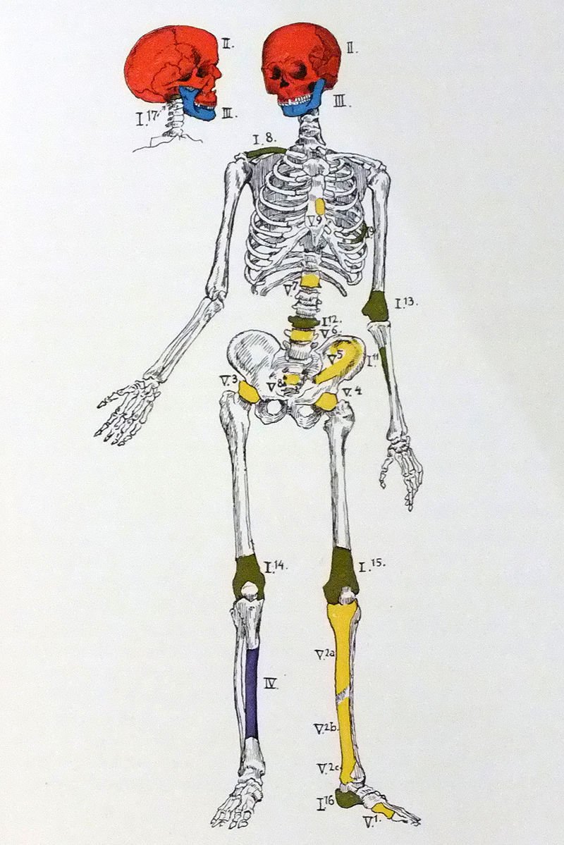 Ostatky svatého Václava (dochované jsou barevně zvýrazněné)