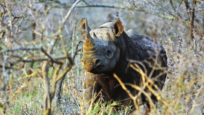 Fotografování ve Svazijsku aneb Jak se prchá před nosorožcem