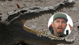 Krokodýl, který kdysi patřil Fidelu Castrovi, pokousal muže na večírku v akváriu.