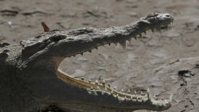 Indického chlapce napadl krokodýl: Po deseti minutách boje hoch predátora odehnal