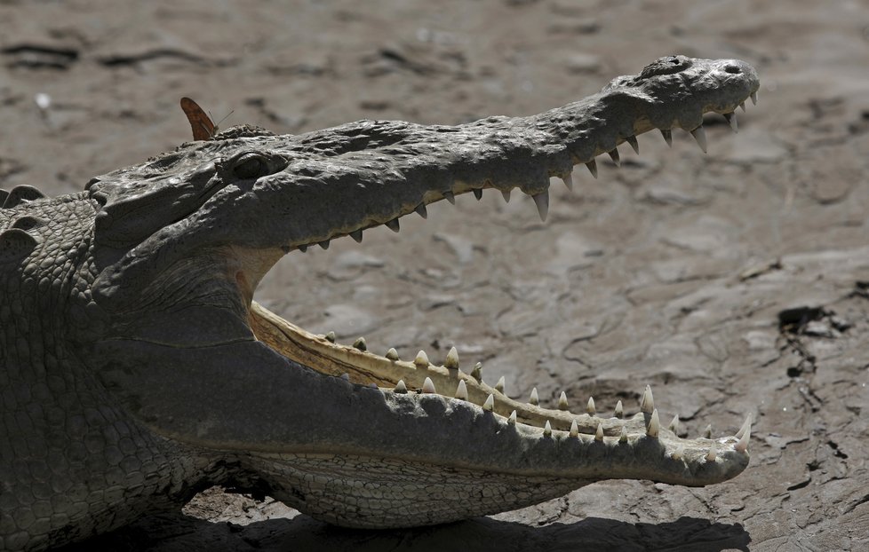 Krokodýl, (ilustrační foto).