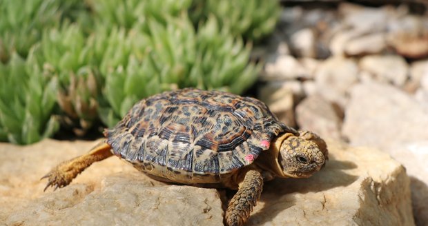 Nejmenší suchozemská želva světa, želva trpasličí.