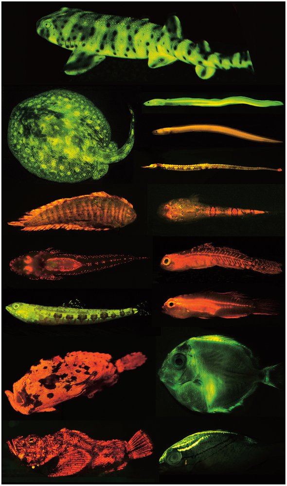 Příklady různých druhů mořských živočichů s odlišně zbarveným světélkováním