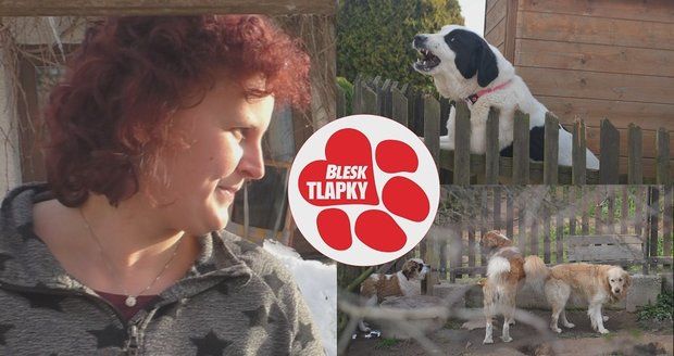 Štěkot, zápach a křik: Množitelka ze Světnova dál kšeftuje se psy, úřady jen přihlíží