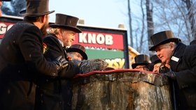 Svišť Phil při tradičním ceremoniálu předpověděl, že jaro přijde brzo (2.2.2020).