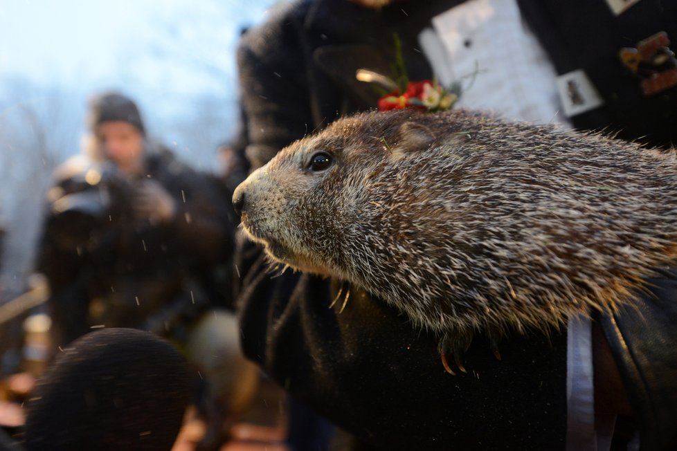 Svišť Phil při tradičním ceremoniálu předpověděl, že jaro přijde brzo (2.2.2020).