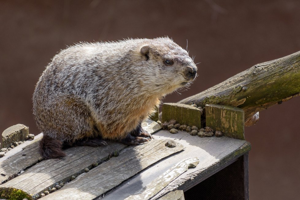 V pražské zoologické zahradě se po zimním spánku, který trval zhruba pět měsíců, probudil svišť lesní. Jeho probuzení je signálem příchodu jara, nicméně letos si podle chovatelů s tím dal načas. V tiskové zprávě o tom 16. března 2021 informovali zástupci zoo. Svišti se po zimě probouzejí, až když se zvýší teplota a ustálí na vyšších hodnotách.