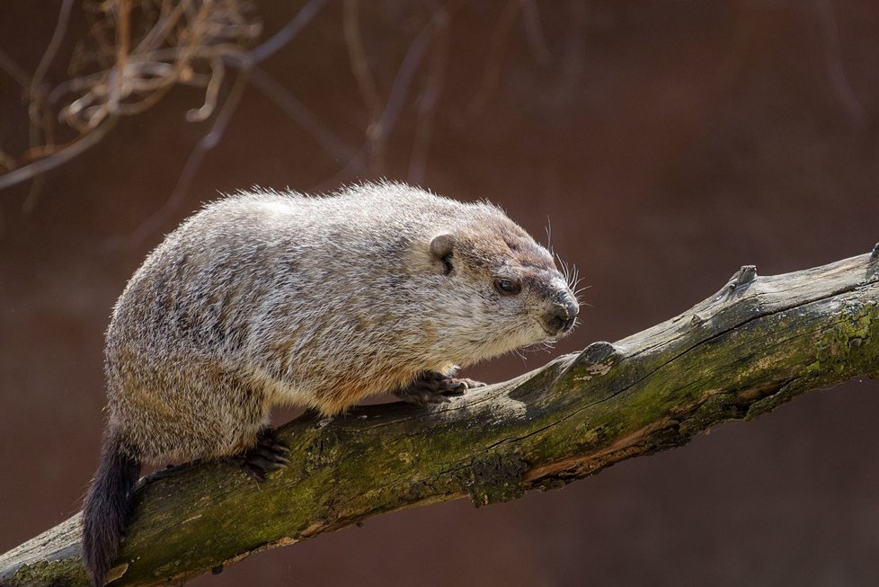 V pražské zoologické zahradě se po zimním spánku, který trval zhruba pět měsíců, probudil svišť lesní. Jeho probuzení je signálem příchodu jara, nicméně letos si podle chovatelů s tím dal načas. V tiskové zprávě o tom 16. března 2021 informovali zástupci zoo. Svišti se po zimě probouzejí, až když se zvýší teplota a ustálí na vyšších hodnotách.