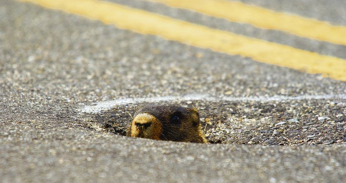V americké Montaně si svišť vesele žije v díře silnice