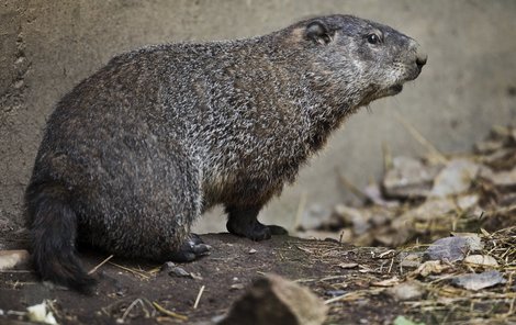 Svišti lesní z pražské zoo jsou už vzhůru.