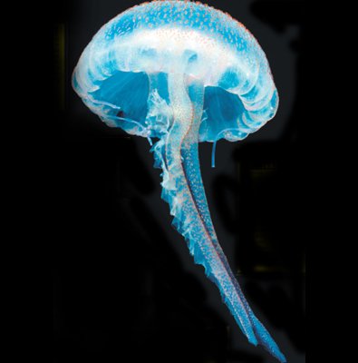 Tato medúza svítí hlavně po kontaktu s jiným tvorem