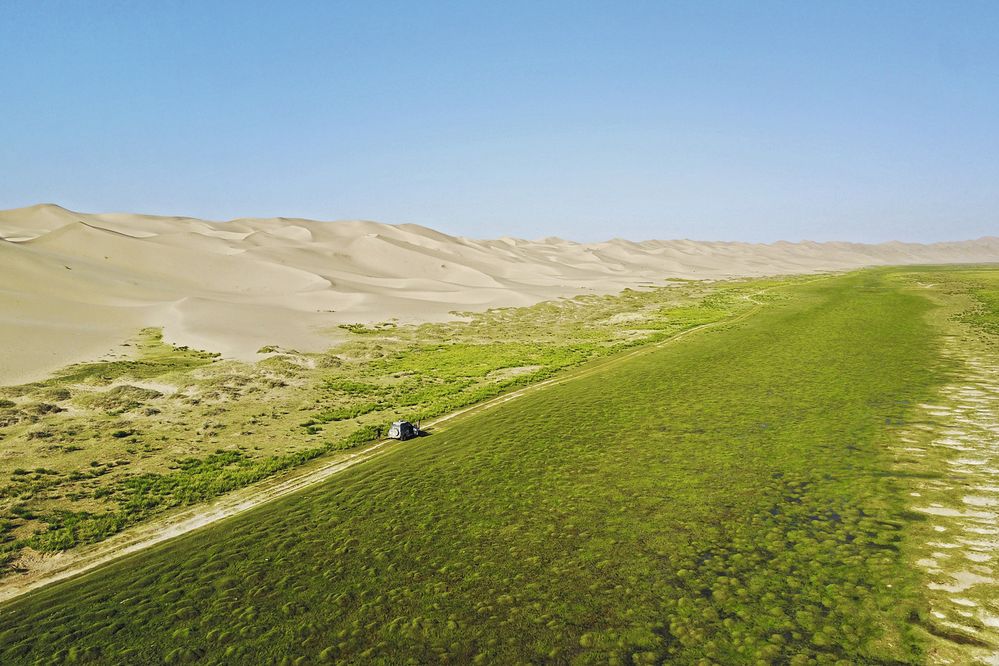 Nečekaná zeleň pod písečnými dunami