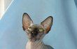 Domácí Zoo Venduly Svobodové: kočka sfinx – speciální druh bez chlupů