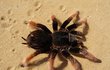 Domácí Zoo Alice Bendové: tarantule – zatím o ní uvažuje do budoucna