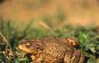 Domácí Zoo Alice Bendové: žába – žije na zahradě v keři