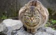 Domácí Zoo Venduly Svobodové: kočka – běžný domácí mazlíček