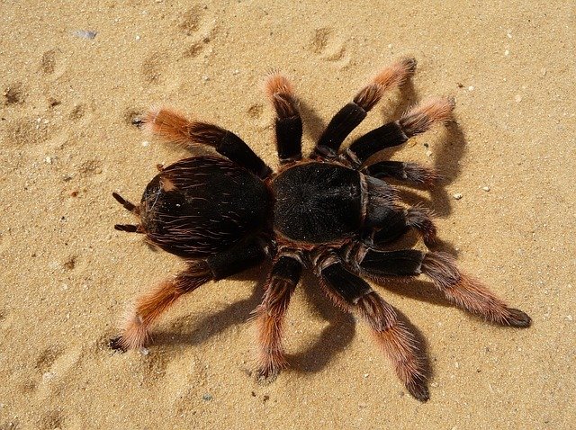 Domácí Zoo Alice Bendové: tarantule – zatím o ní uvažuje do budoucna