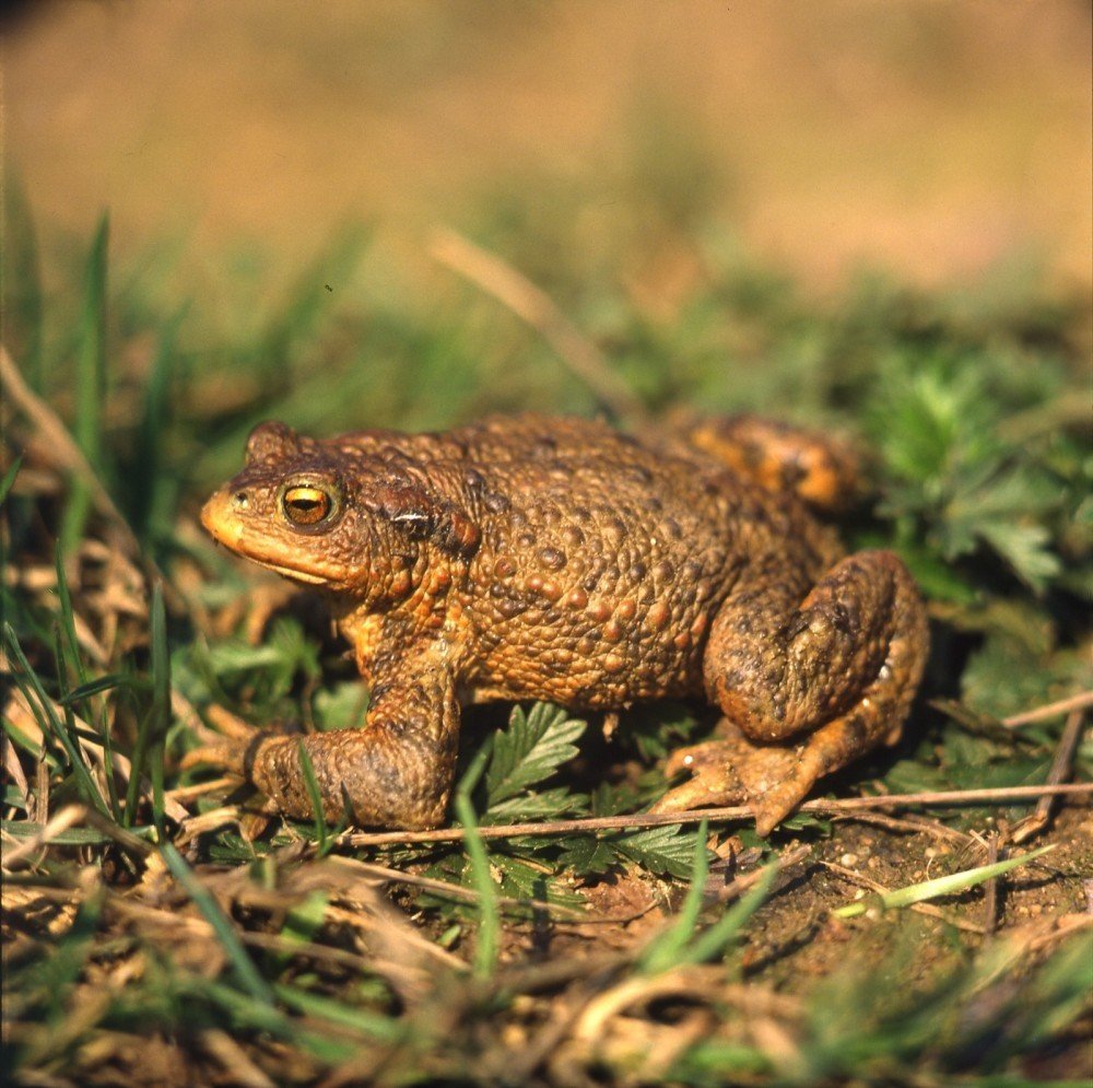 Domácí Zoo Alice Bendové: žába – žije na zahradě v keři