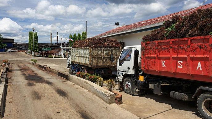 Svoz plodů palmy olejné do továrny na palmový olej, Malajsie