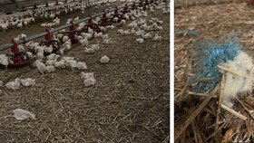 Hnus ve velkochovu kuřat na Znojemsku: Rozkládající se mrtvoly mezi živou drůbeží