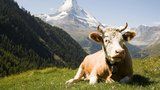 Vegance odmítlo Švýcarsko udělit občanství. Stěžovala si na jeho slavné krávy