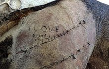 Úchylný veterinář: Vyšil vyznání lásky psovi přímo na kůži!