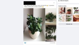 Facebooková skupina Green Swap, kde si Češi vyměňují pokojové rostliny.