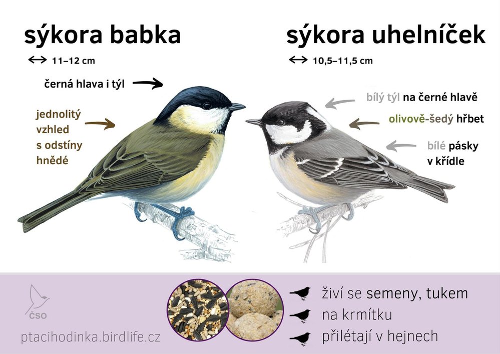 Sýkora babka a uhelníček: Jak je poznat?