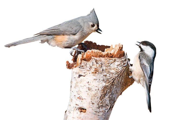 Sýkora rezavoboká (Baeolophus bicolor, vlevo) a sýkora černohlavá (Parus atricapillus, vpravo) patří k nejběžnějším pěvcům ve městě