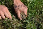 Vypouštění syslů z brněnské zoo do volné přírody na letišti u Břeclavi připomínalo ze všeho nejvíce sázení kytek do země.