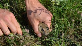 Vypouštění syslů z brněnské zoo do volné přírody na letišti u Břeclavi připomínalo ze všeho nejvíce sázení kytek do země.