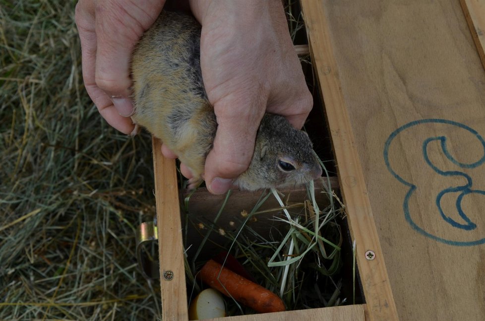 Vypouštění syslů z brněnské zoo do volné přírody na letišti u Břeclavi připomínalo ze všeho nejvíce sázení kytek do země.