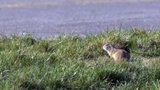 Zanikla populace syslů v Letňanech? Chráněné zvíře tam odborníci naposledy viděli loni v dubnu