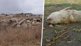 Někdo zasypal nory chráněných syslů v Mladé Boleslavi: Případem se zabývá policie.