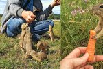 Sysel obecný je v Česku ohrožený druh. Lidé nesprávným krmením drobným hlodavcům ubližují