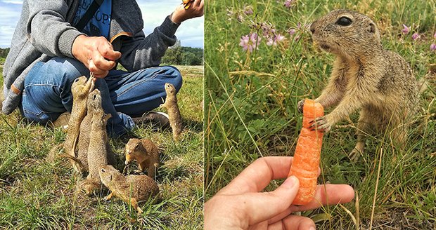 Kvůli selfie krmí lidé sysly křupkami i oříšky. Odborníci varují před záhubou