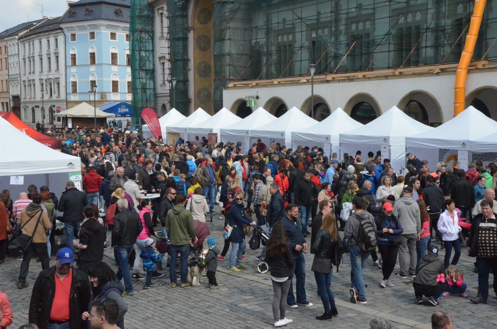 O olomoucký tvarůžkový festival by velký zájem. Do centra hanácké metropole přišly davy lidí.