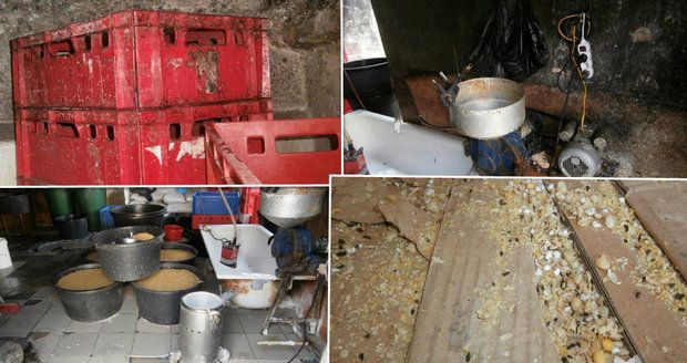 Špína, plíseň a myši: Tady bobtnalo tofu, „kuchyň“ v Praze hned zavřeli
