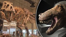 Vědci poskládali rekordního tyrannosaura: „Drobeček“ měřil 13 metrů a vážil 10 tun