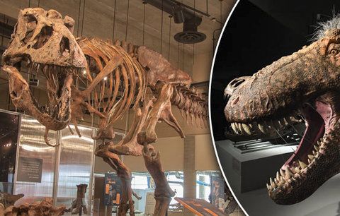 Vědci poskládali rekordního tyrannosaura: „Drobeček“ měřil 13 metrů a vážil 10 tun